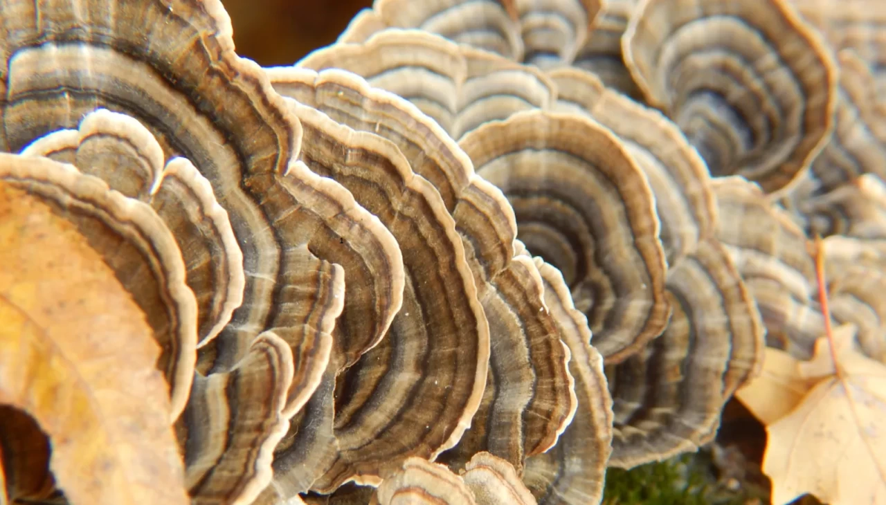 UZMANLAR ANLATTI! HİNDİ KUYRUĞU MANTARIYLA VÜCUT DİRENCİNİZİ YENİDEN İNŞA EDİN!