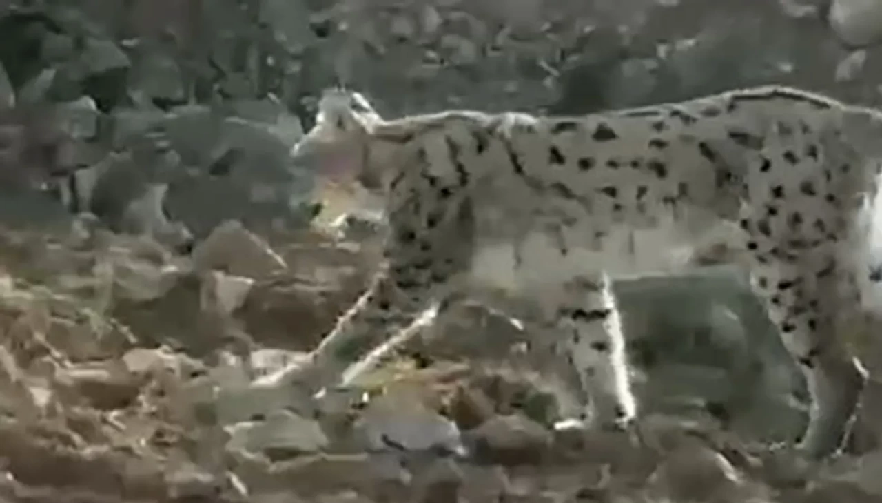 Hakkari Çukurca’da nesli tükenme tehlikesindeki vaşak görüntülendi