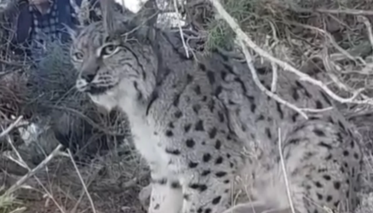 Van’da nesli tehlike altında olan vaşak görüntülendi