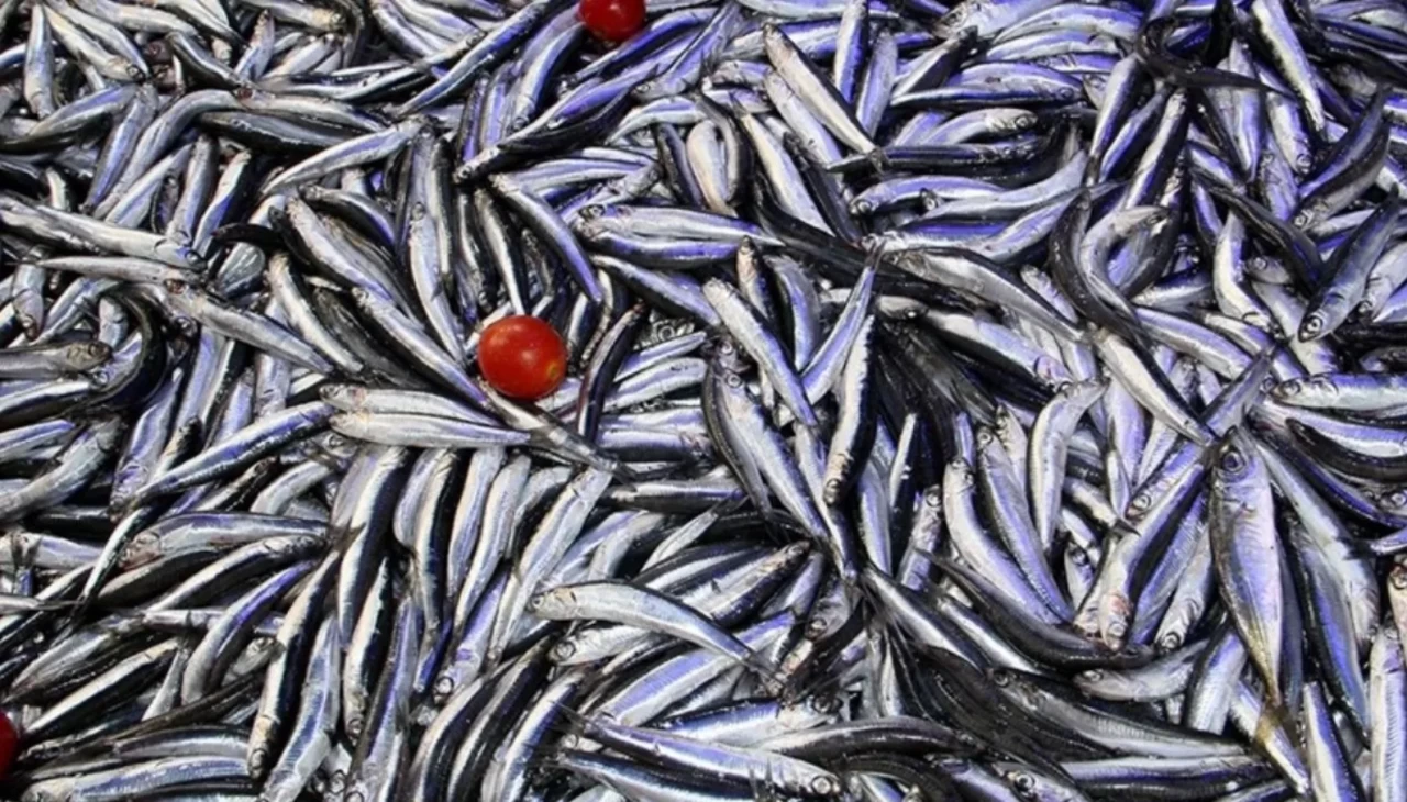 Trabzon’da hamsi fiyatları dudak uçuklatıyor: Kilogramı 50 TL’den satışta!