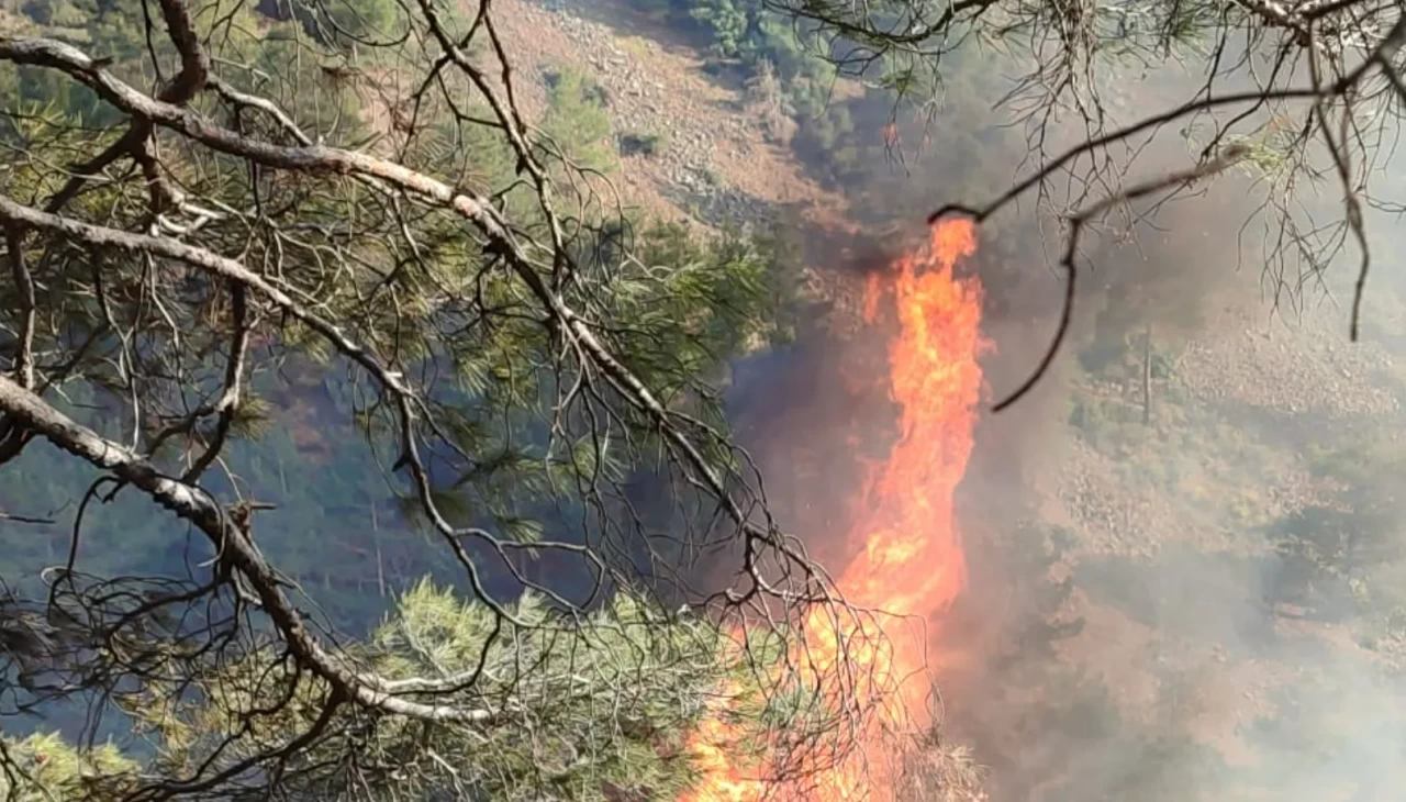 Hatay'da çıkan orman yangını kontrol altına alındı