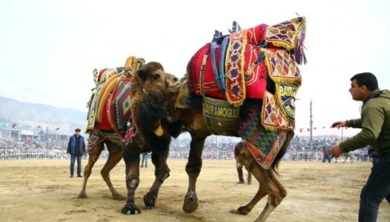 Aydın’da şap alarmı: Deve güreşleri ikinci bir talimata kadar ertelendi