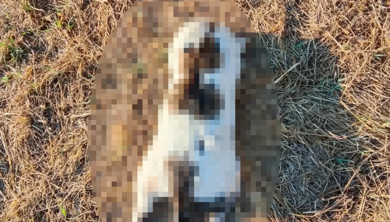 Mersin’de kediye eziyet iddiası sosyal medyayı ayağa kaldırdı: Savcılık soruşturma başlattı