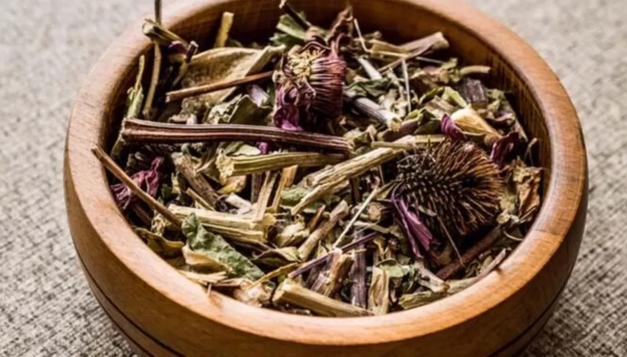 Ekinazya kökünün faydaları nelerdir? Bilimin onayladığı etkiler