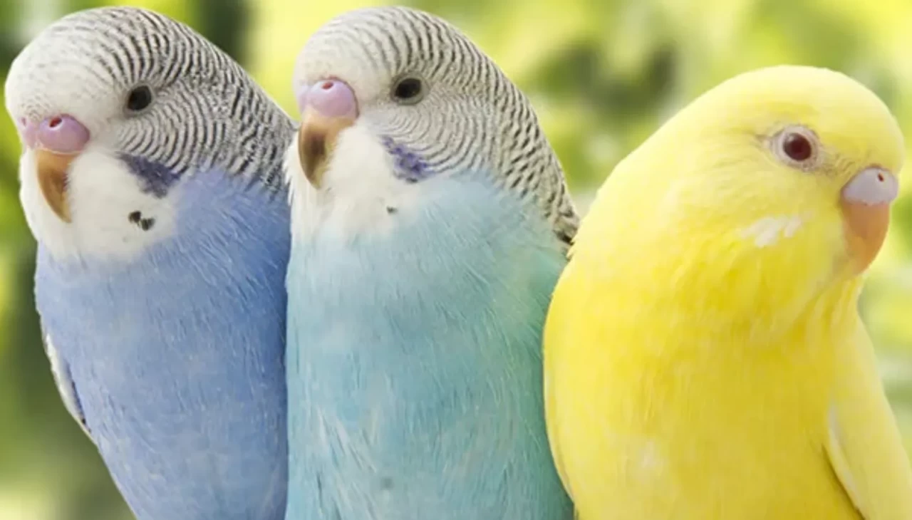 Bu rüyayı görenler dikkat! Muhabbet kuşu beklenmedik bir gelişmeyi işaret ediyor