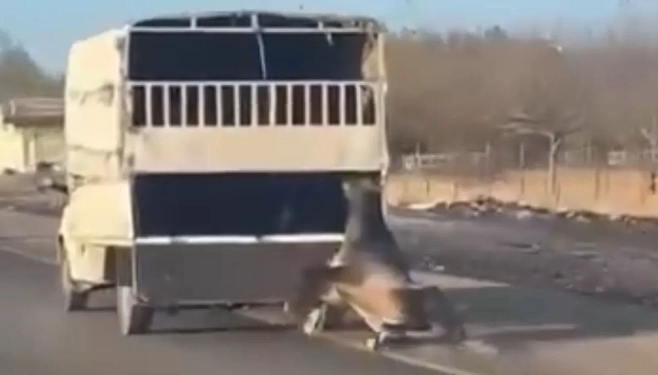 Batman’da vicdansızlık! Kamyonetin arkasına bağlanan at kilometrelerce sürüklendi