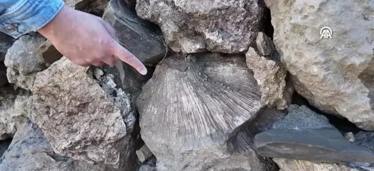 Bingöl'de 50 milyon yıllık deniz fosilleri keşfedildi
