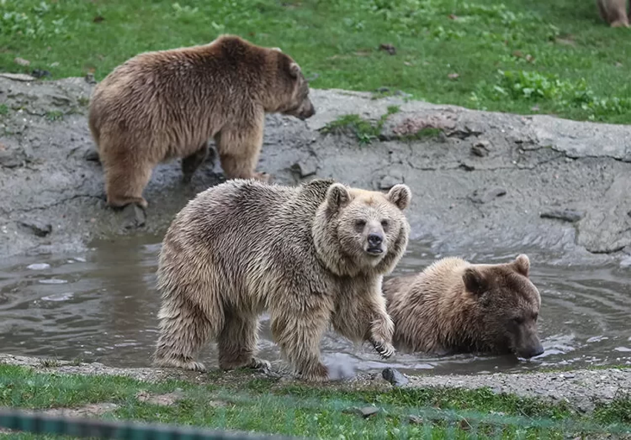 Japonya'da umumi tuvaletten çıkan yaşlı adama ayı saldırdı