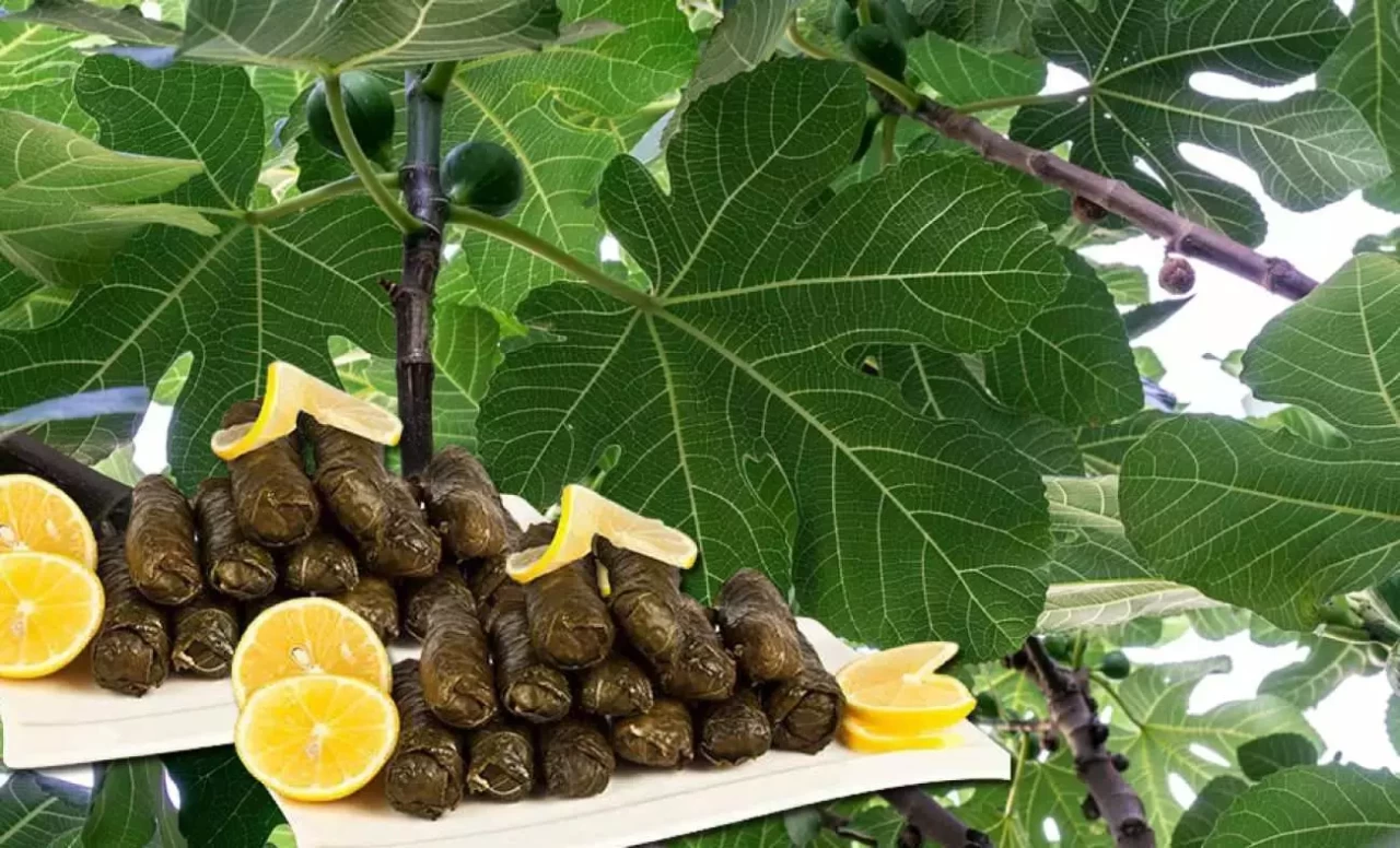 Evde Pratik İncir Yaprağı Sarması Tarifi: Geleneksel Lezzete Farklı Dokunuş