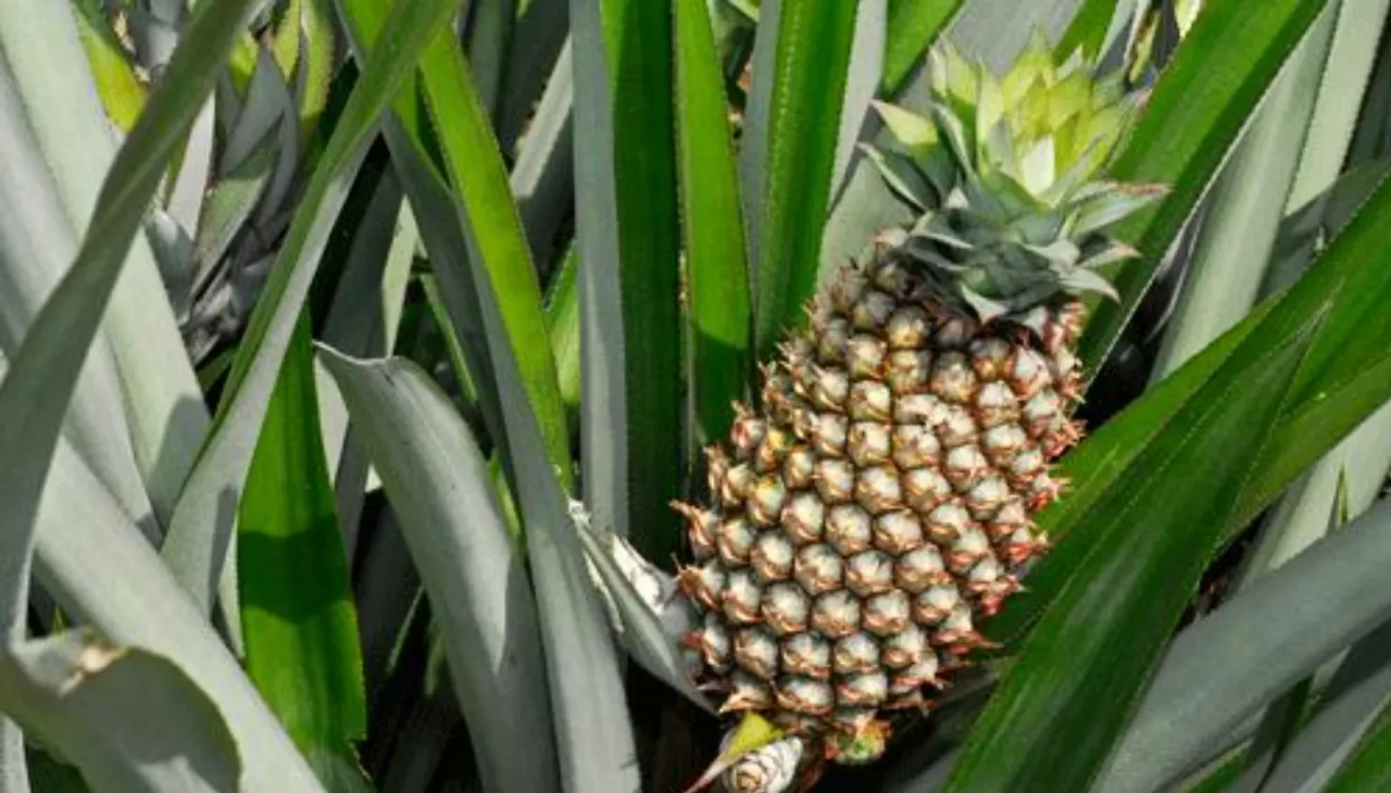 Pernambuco ananası nedir, nerede yetişir?