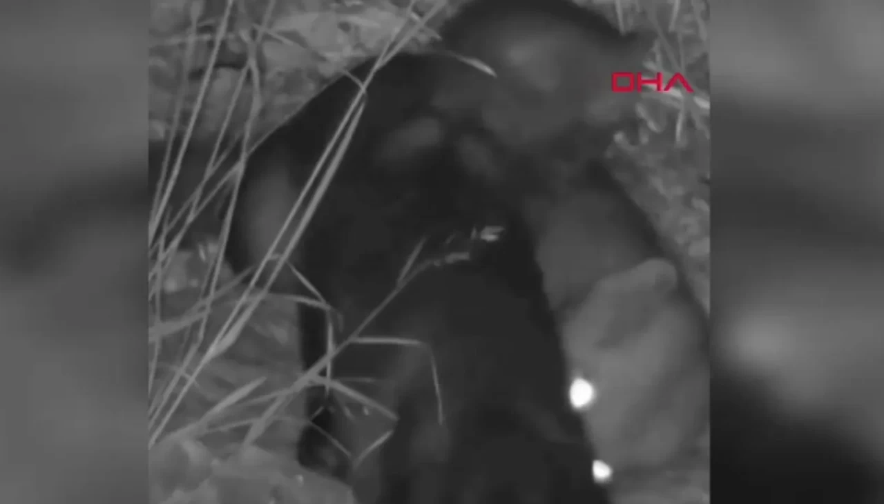 Hatay’da güvenlik kamerasına takıldılar: Sansarların sevimli bakım anı