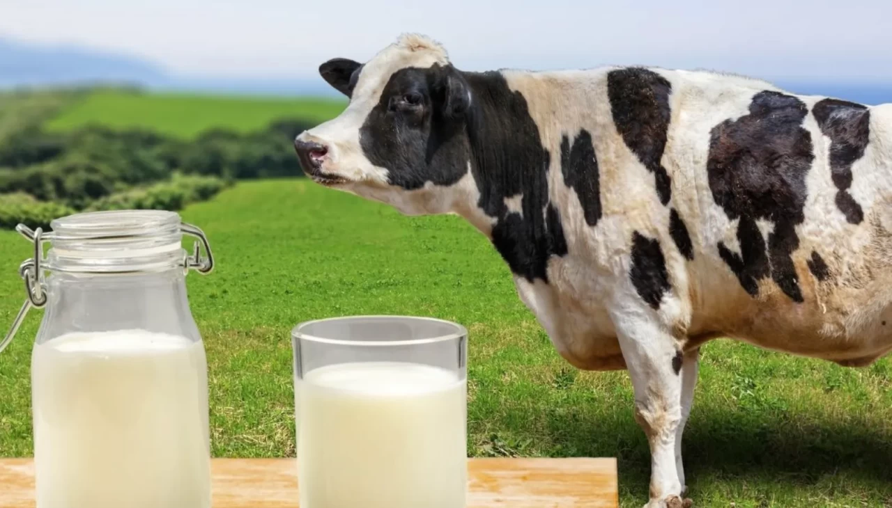 Türkiye’de Eylül ayında toplanan inek sütü miktarı yüzde 1,7 azaldı