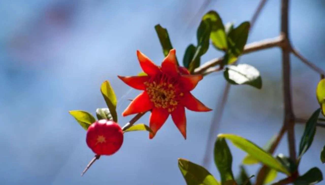 Metabolizmaya şok etki! Nar çiçeğinin bilinmeyen özellikleri