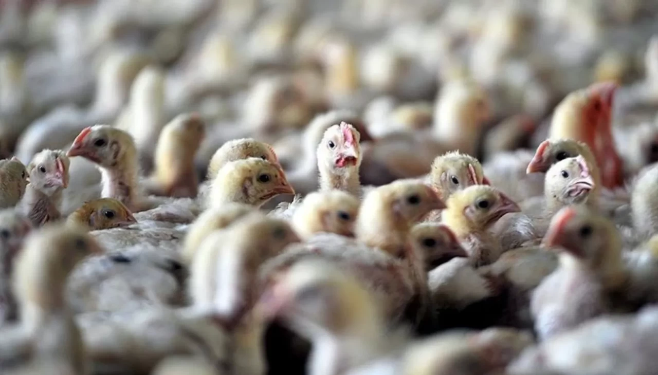 Avrupa alarmda: Kuş gribi salgını kontrolden çıktı!