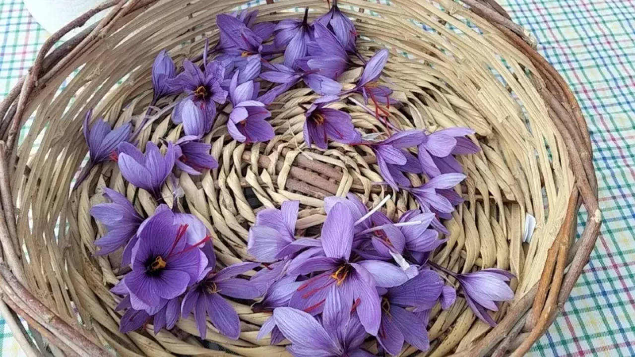 Dünyanın en pahalı baharatı safran Adana'da hasat edildi