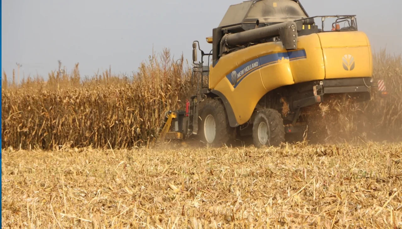 Mardin Ovası’nda bereket yılı! Mısır hasadı başladı, rekolte 2 milyon tonu bulacak