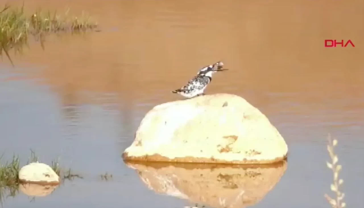 Doğa tutkunlarına büyük sürpriz: Adıyaman'da Alaca Yalıçapkını çay yatağında görüntülendi