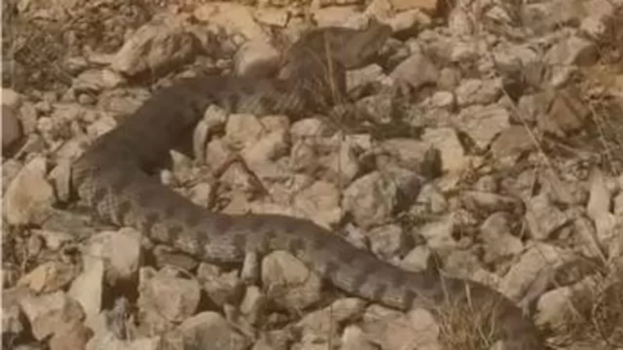 Tek ısırığı bir insanı öldürmeye yeten dev engerek yılanı görüntülendi