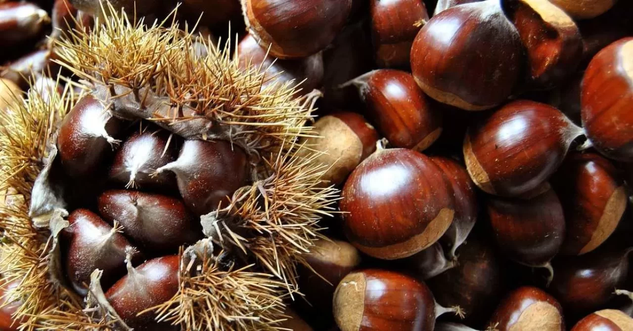 Bakanlık yüzde 75 destek veriyor Kapama kestane bahçesi projesi başvuruları başladı