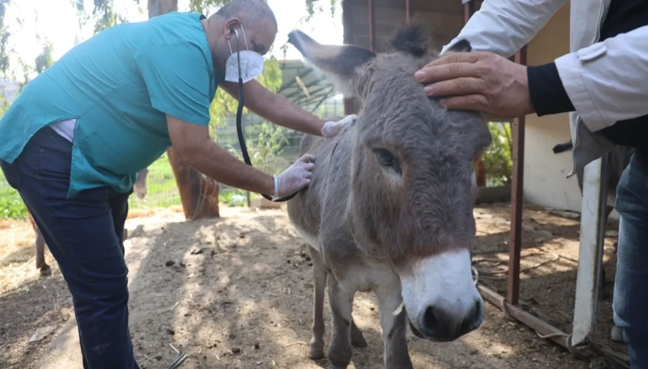 Ölen annesinin başında beklediği görüntülerle herkesi duygulandıran sıpa yeni yuvasında!