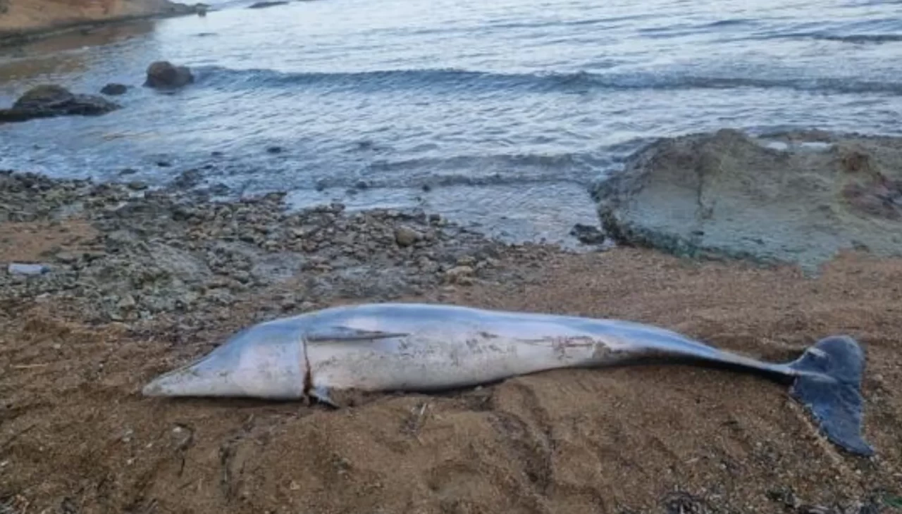 Gelibolu sahilinde ölü yunus sahile vurdu
