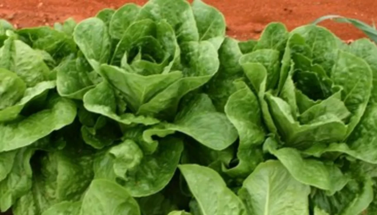 Ada marulu nedir ve ne için kullanılır?