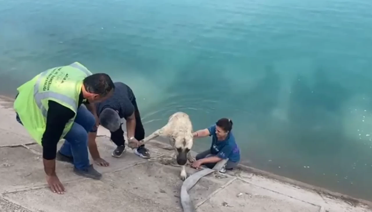 Bursa’lı anne, barajda boğulmak üzere olan kangal cinsi köpeği işte böyle kurtardı