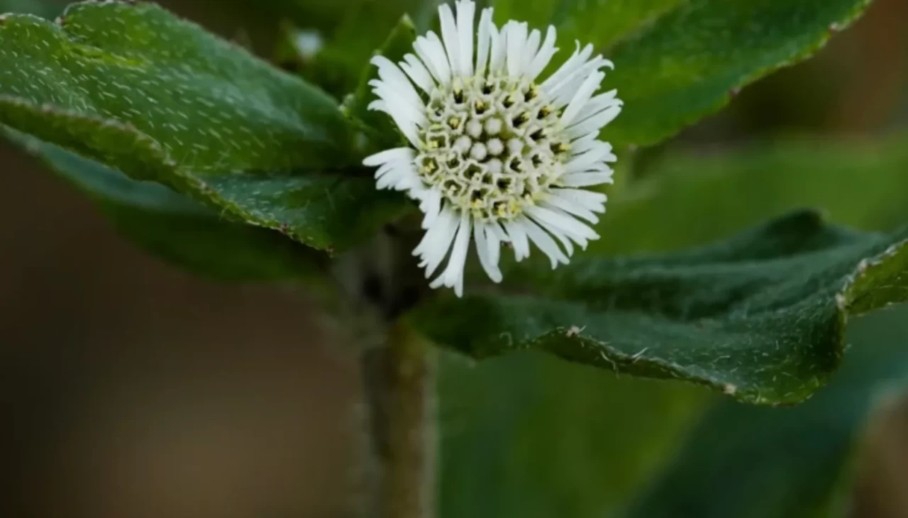 Zayıf saç köklerine şifa gibi! Bhringraj yağının bilinmeyen etkileri