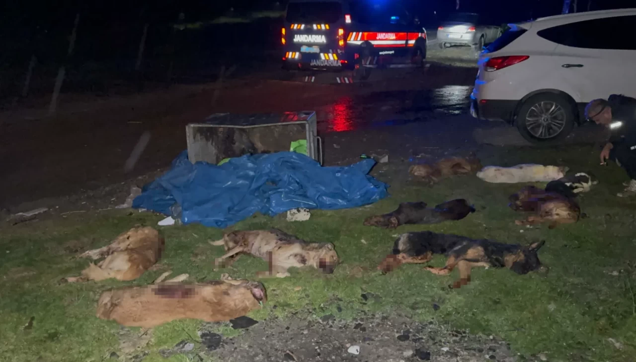 Samsun’da çöp konteynerinde 9 ölü köpek bulundu: Olayla ilgili soruşturma başlatıldı