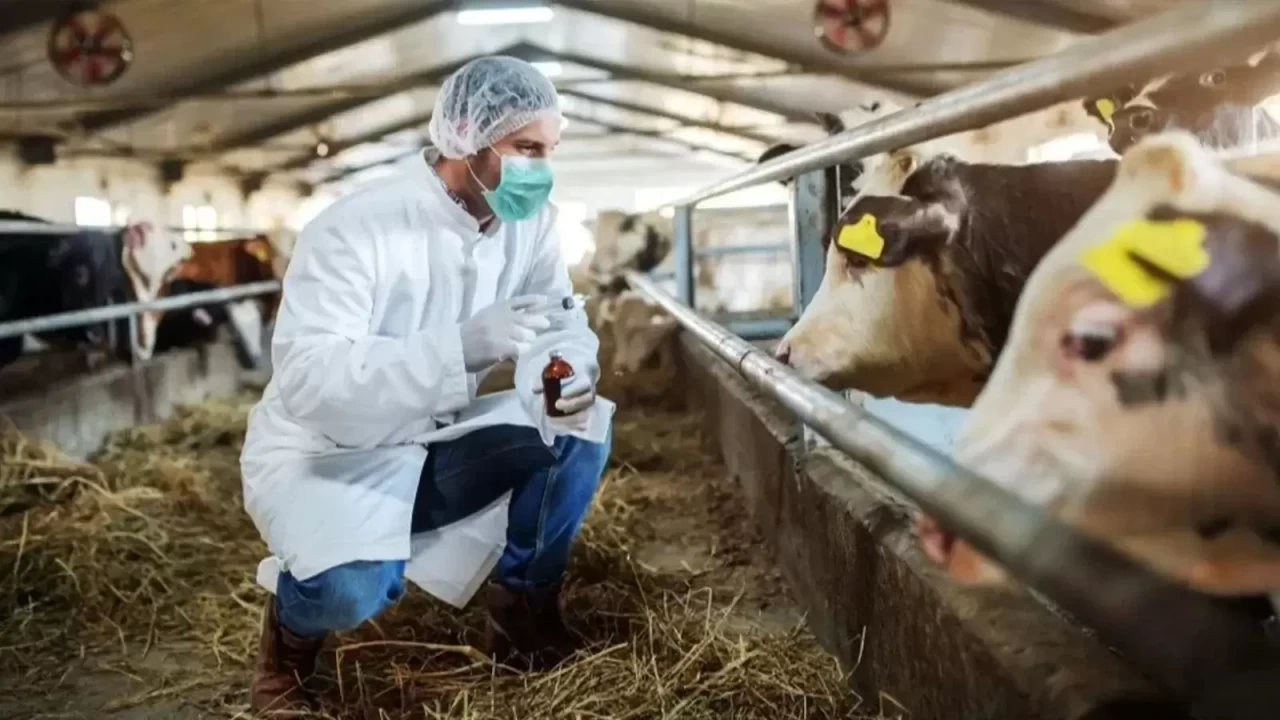 Muğla'da şap hastalığı! 11 mahalle karantinaya alındı