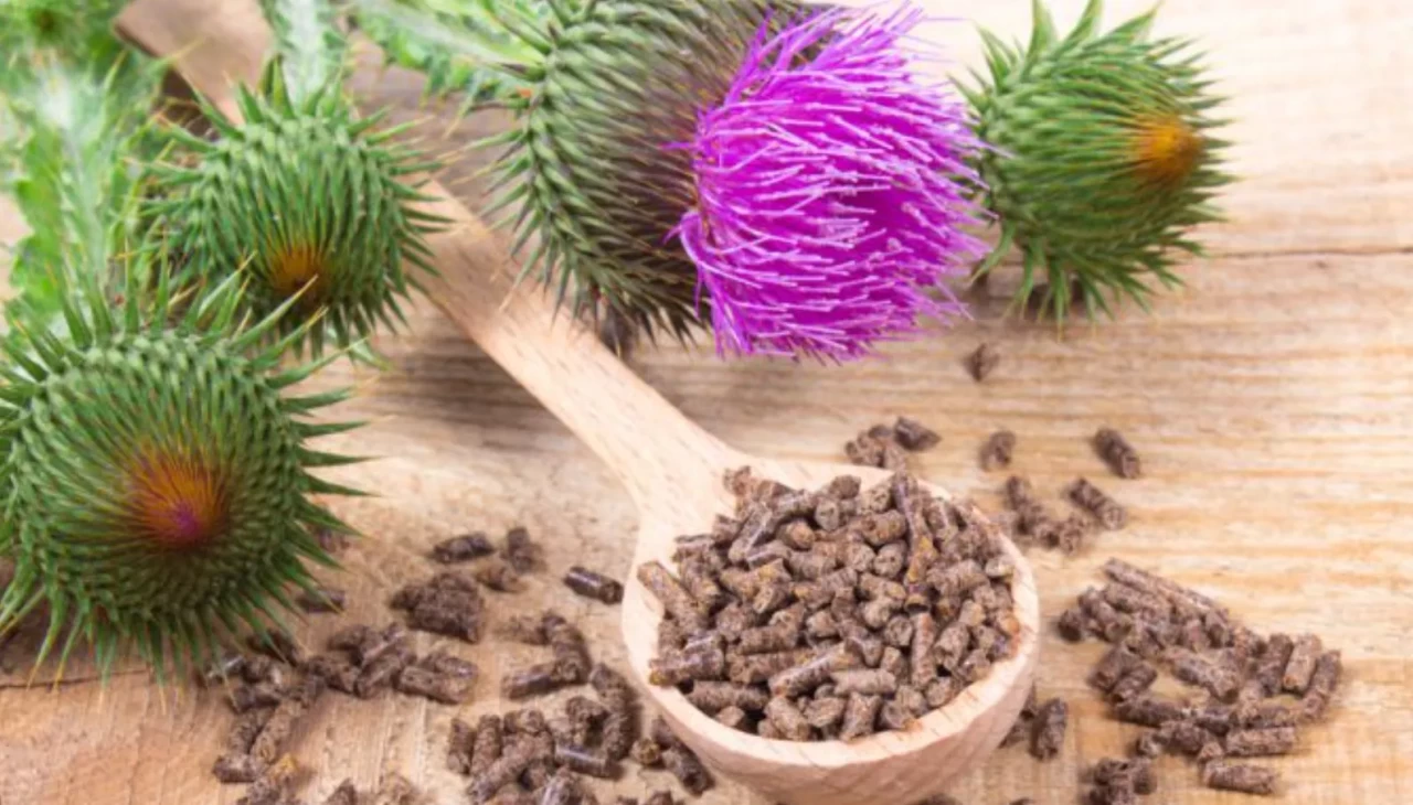 Doğal şifa arayanların yeni gözdesi! Meryem Ana dikeni karaciğere etkisi şaşırtıyor