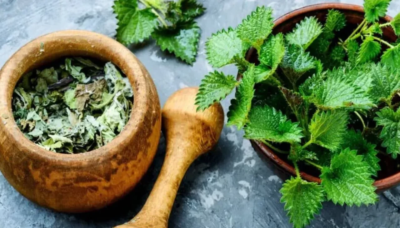 Gözümüzün önünde biten şifa! Isırganın bu etkisini kimse bilmiyor!