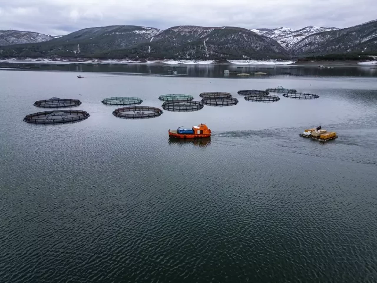 Denizi olmayan Tokat'ın somonları dünya sofralarına ulaşıyor
