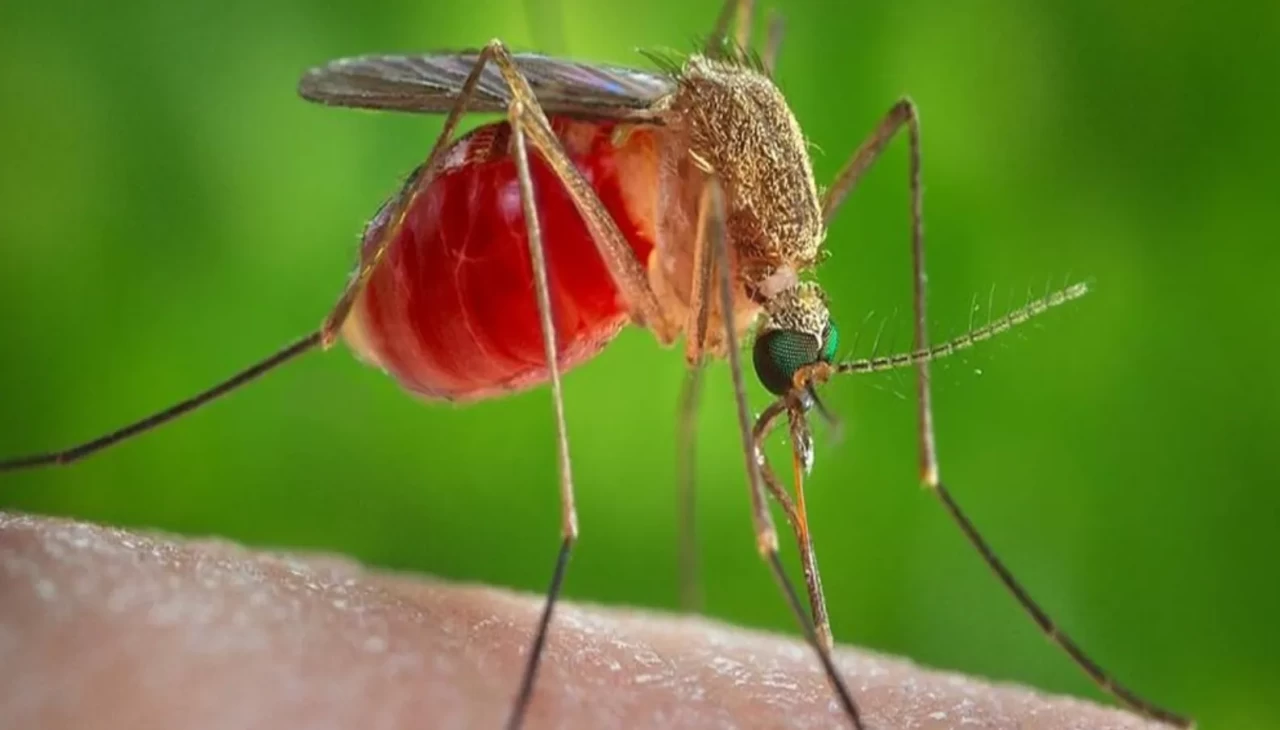 Küba'da sivrisinek kaynaklı salgın nedeniyle 33 kişi hayatını kaybetti