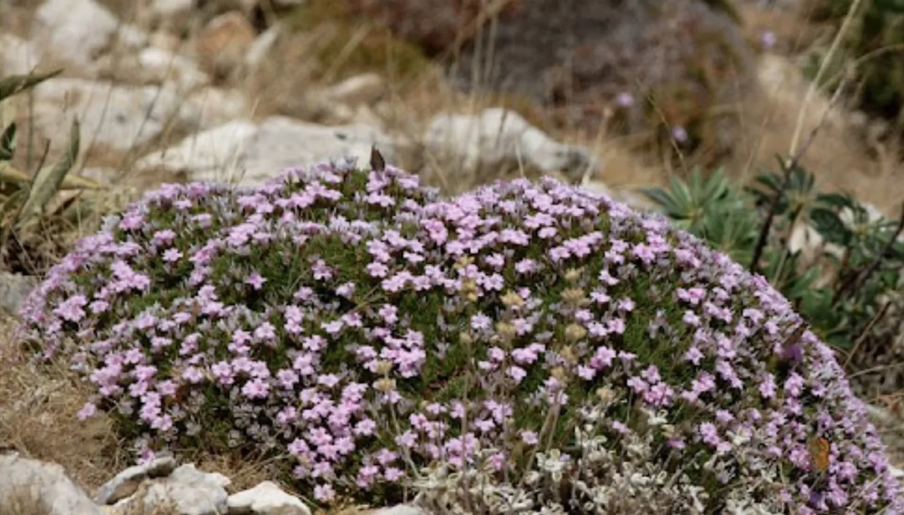 Ağrı kesicilere rakip geldi! Çoban yelesinin etkisi uzmanları bile şaşırttı