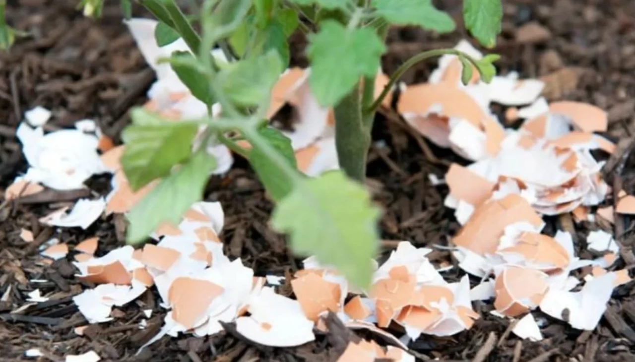 Kışın solan bitkilere şaşırtıcı dokunuş! Yumurta kabuğunun gizli gücü