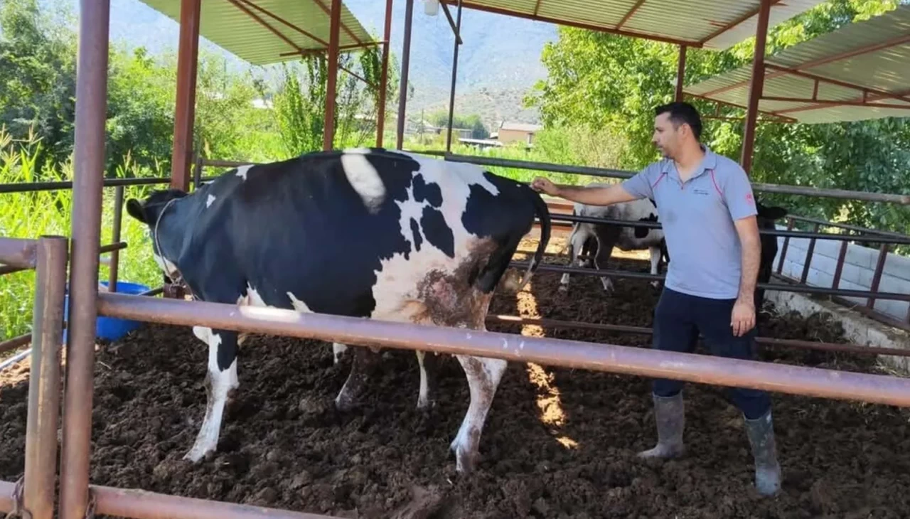 Muğla'da şap alarmı! 11 mahalle karantinaya alındı