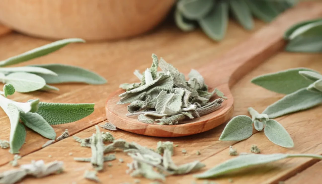 Kimse Bu Etkisini Bilmiyordu! Adaçayı zihni nasıl açıyor?