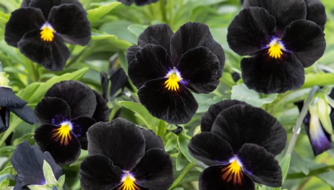 Dağların sakladığı mucize! Kömür çiçeğinin vücudu arındırıcı gücü şaşırtıyor