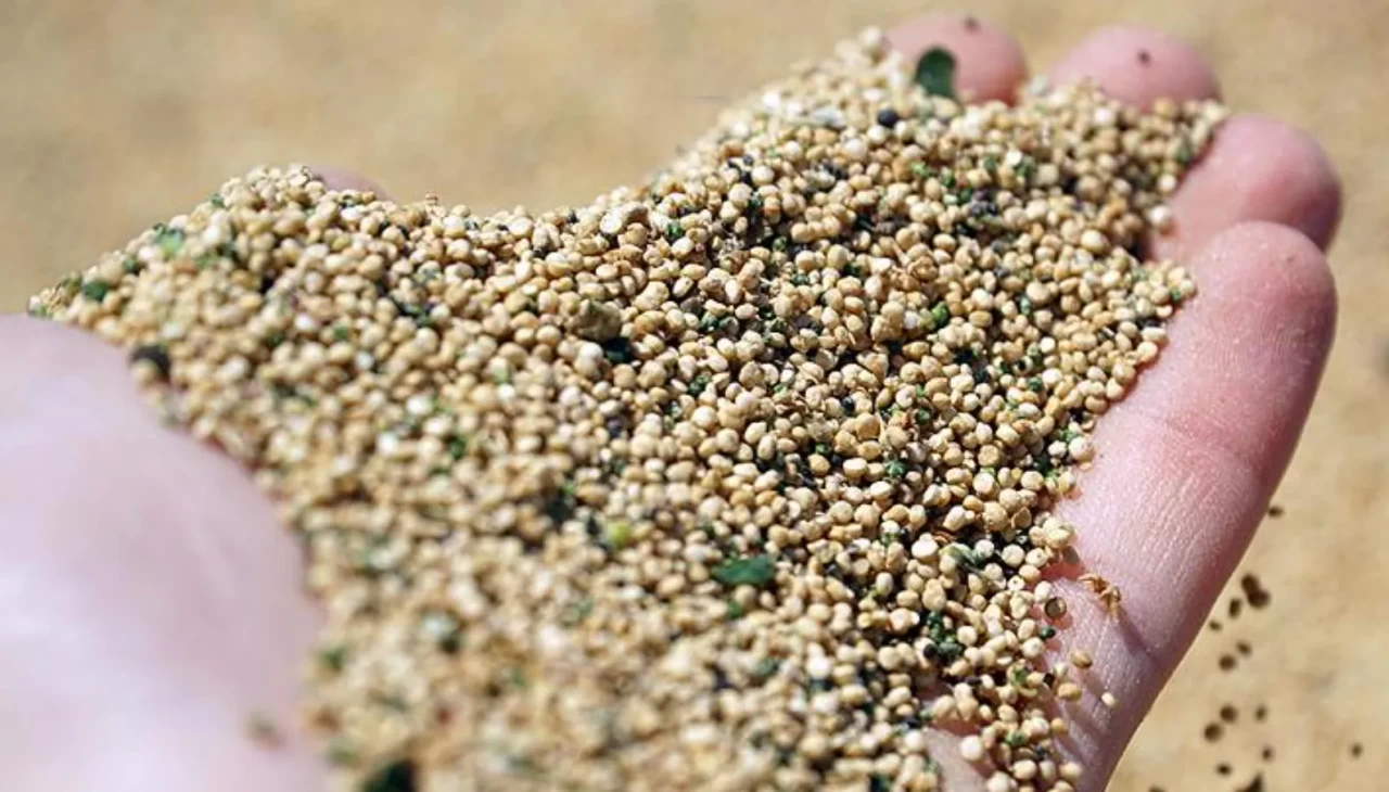 Kinoa zayıflatır mı?