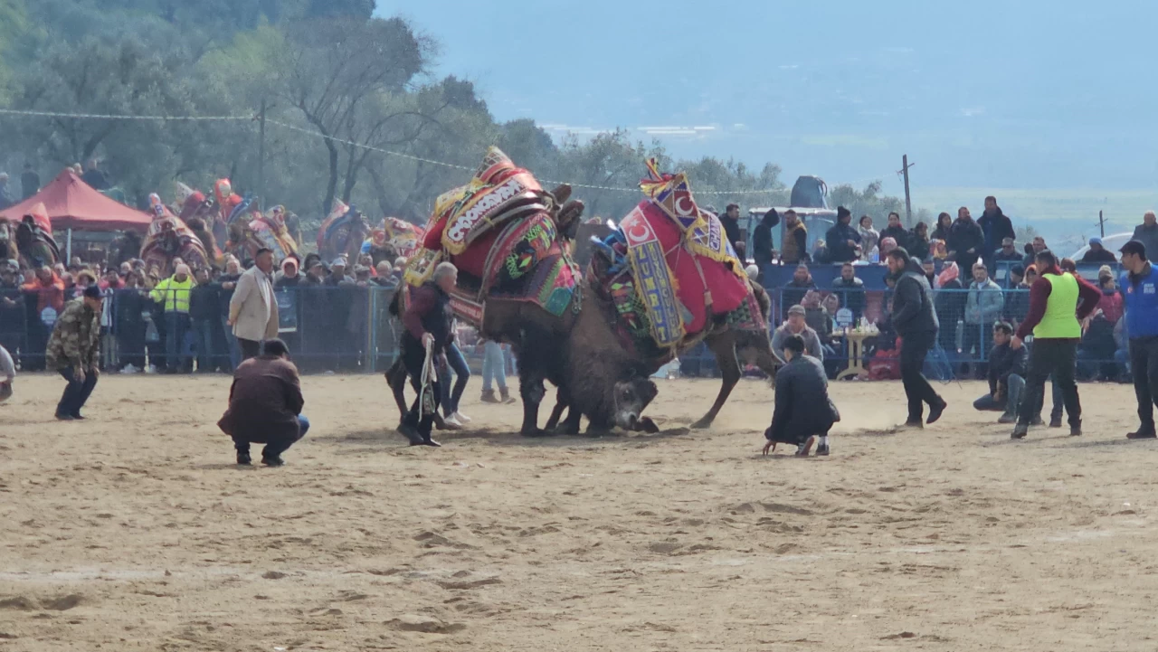 Kuyucak'taki deve güreşlerini 15 bin kişi izledi