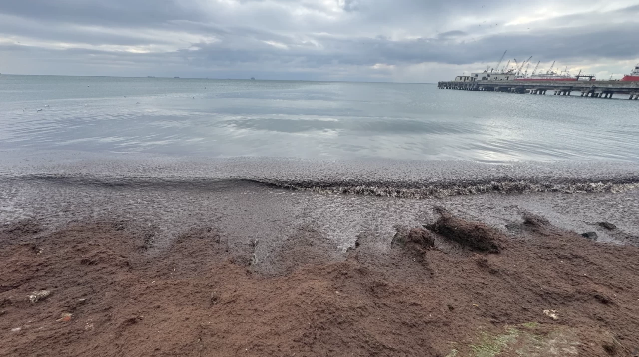 Tekirdağ'da kuvvetli rüzgar nedeniyle sahilin bir kısmına kırmızı yosun birikti
