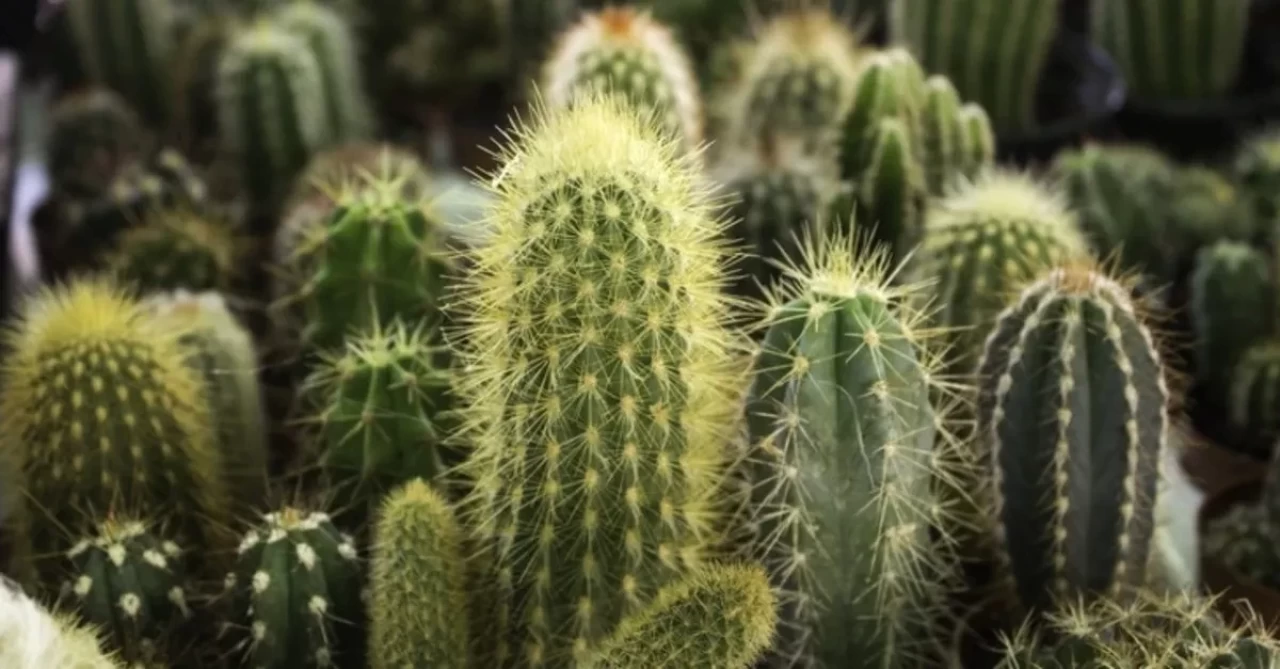 Kaktüs bakımı nasıl olur?