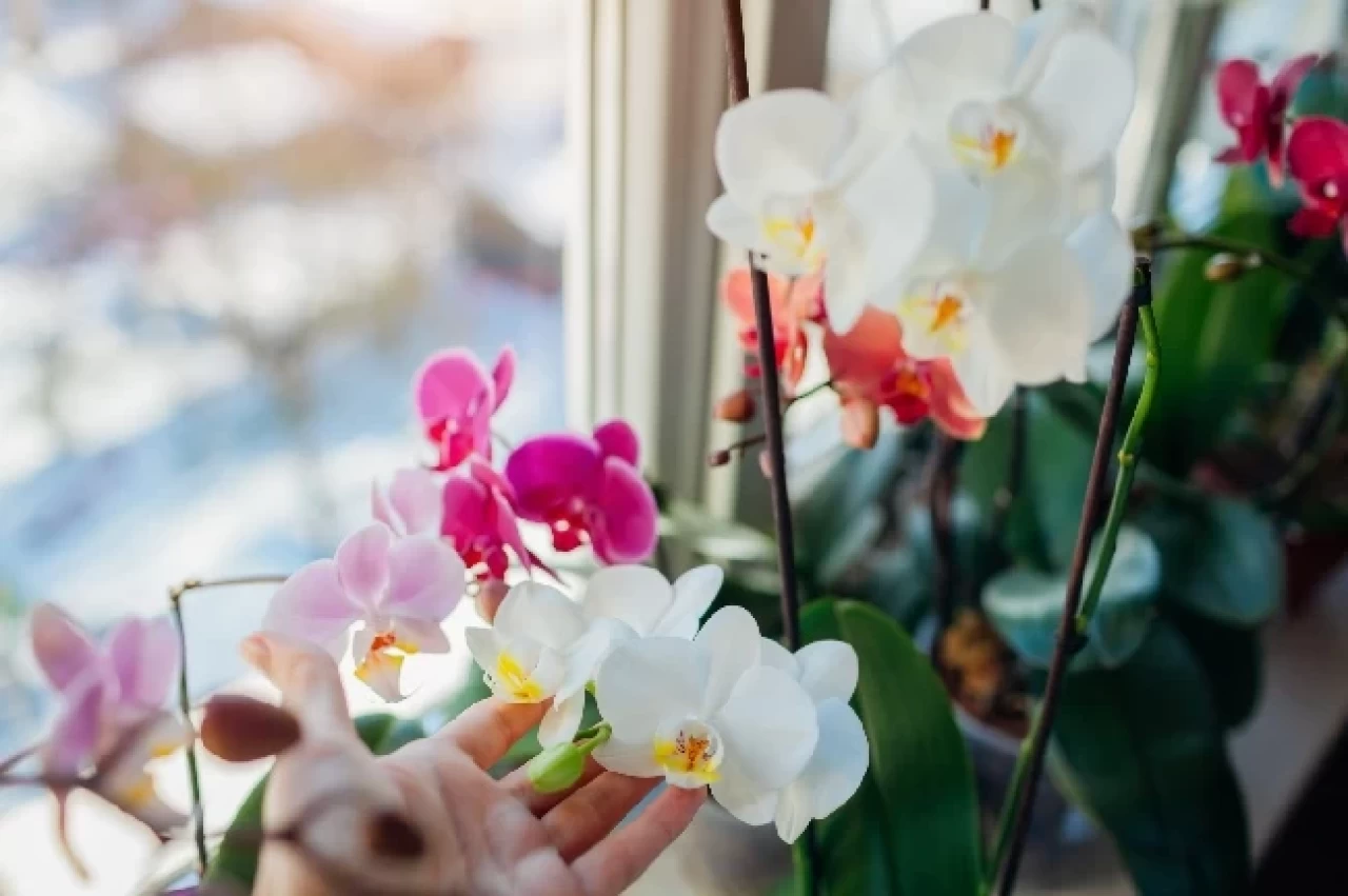 Orkide Çiçeğinin Anlamı: Zarafetin, Sevginin ve Gücün Simgesi