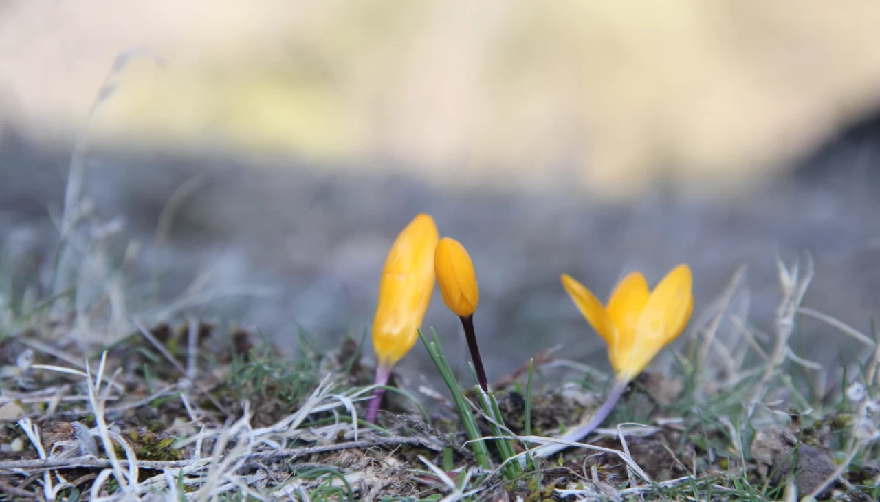 Çorum'da yalancı baharın etkisiyle çiğdemler erken çiçek açtı