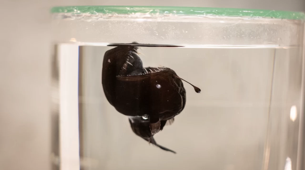 İspanya'da okyanusun gizemli canlısı 'siyah şeytan balığı' ilk kez görüntülendi