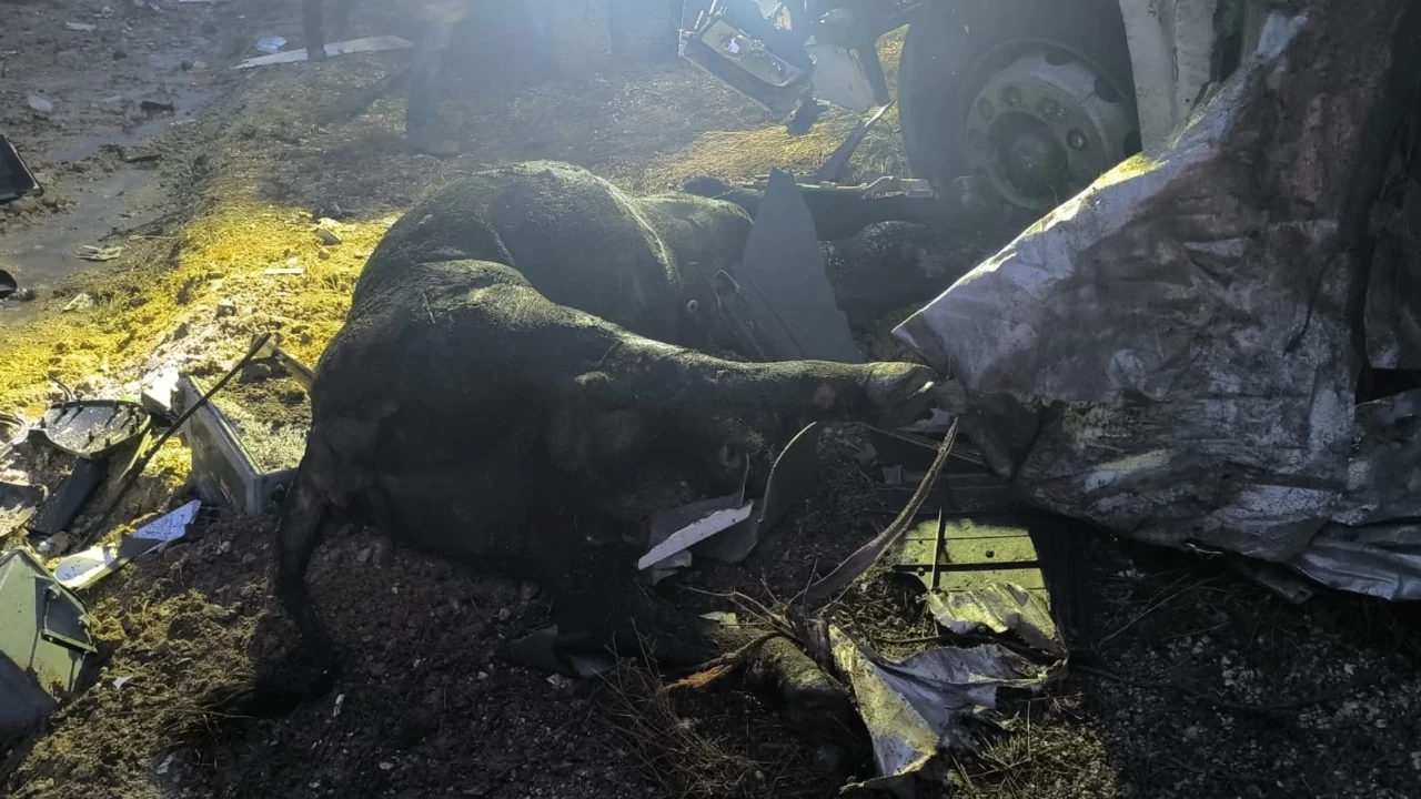 Ankara'nın Haymana ilçesinde büyükbaş hayvan taşıyan tırın devrildiği kazada bir kişi hayatını kaybetti