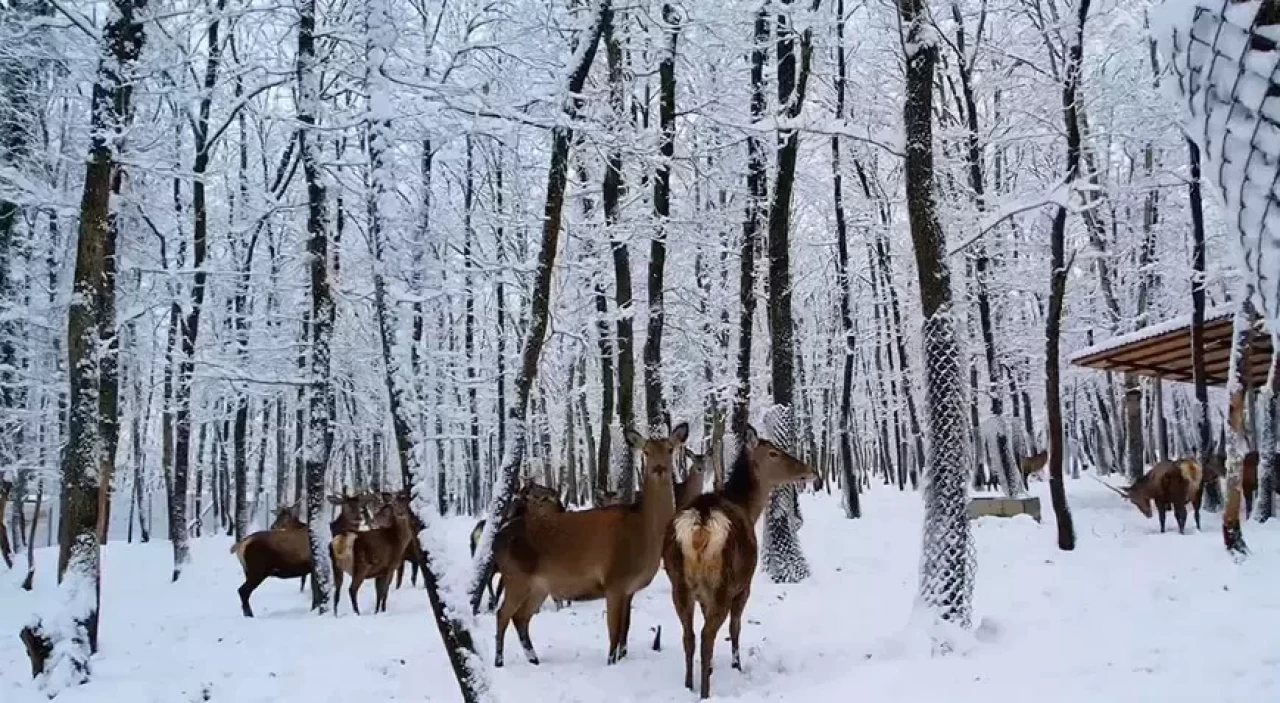 Kocaeli'den nefes kesen görüntüler!