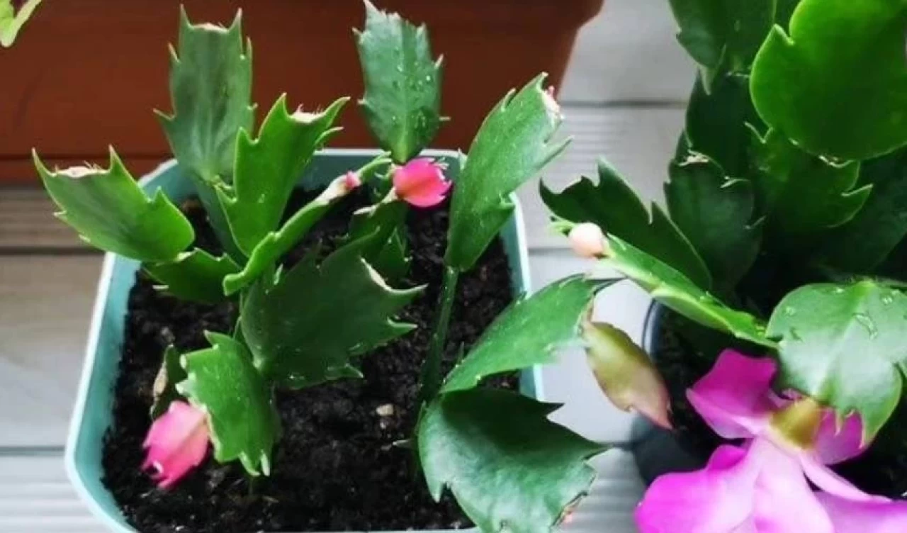 Çiçeklerinizi coşturacak 3 doğal kür! Evinizi botanik bahçeye dönüştürün