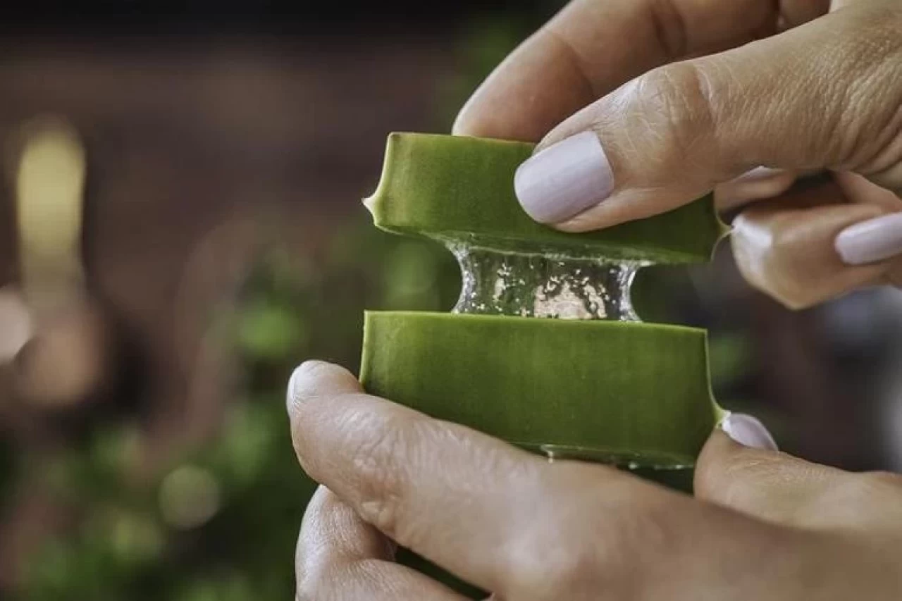 Aloe Vera, Cilt Sorunlarımıza Gerçekten Çözüm Sunuyor Mu?